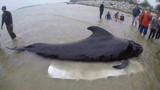 Un pui de balena a esuat pe tarm, insa nu a mai putut fi salvat! Veterinarii au fost socati cand i-au fost autopsia! "In burta erau 80 de..."