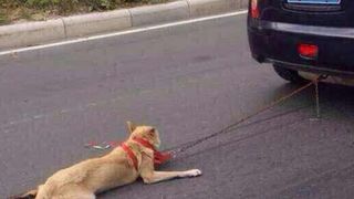 Cruzime surprinsa in traficul din Oradea. Un sofer taraste cu masina un caine legat cu sfoara de bara din spate