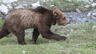 Lihnit de foame, un urs a fost surprins in campingul de la Valea Cerbului.