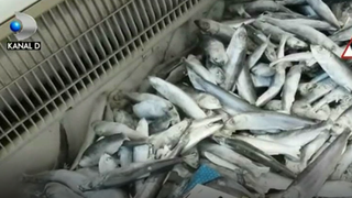 Va e pofta de peste? Atunci aveti mare grija de unde il cumparati