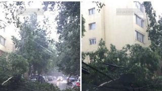 Furtuna a facut ravagii in Arad! Copaci cazuti, masini distruse - Vezi AICI imaginile dezastrului