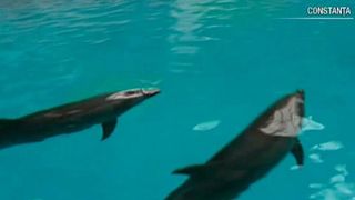 Angajatii de la Delfinariul din Constanta intra in greva japoneza!