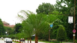 Palmierii primarului Robu au implinit… sase ani!