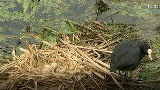 Dezastru ecologic in parcul Bordei din Capitala. Mai multe pasari au murit dupa ce au mancat din otrava pentru soareci