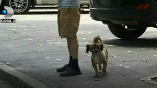 Pentru prima data in Capitala, politistii cerceteaza un individ pentru schingiuire de animale