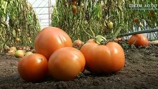 In timp ce cumparam rosii cu 5 lei kilogramul din piete, legumicultorii se plang ca nu le pot vinde nici cu 20 de bani. Ei arunca recolta la porci sau la gunoi