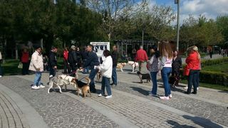 Aveti grija daca iesiti in parcurile Herastrau si Cismigiu! Aleile sunt impanzite de substante otravitoare!