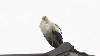 Patru pui de barza, ramasi orfani dupa furtunile de la sfarsitul saptamanii trecute din Galati, au fost salvati de pompieri. Pasarile riscau sa moara de foame