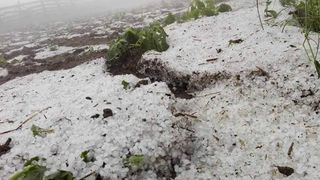 Recoltele din Cluj, distruse dupa ploaia cu grindina. Satenii sunt disperati