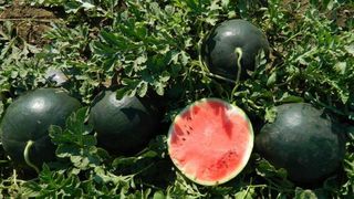 Pepenele de Dabuleni a ajuns sa coste mai putin decat o chifla! Agricultorii sunt disperati!