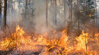 Canicula face prapad peste tot in lume! In Statele Unite vegetatia a inceput sa ia foc!