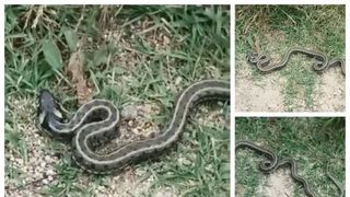 Sarpe de aproape doi metri, prins pe scarile unei gradinite