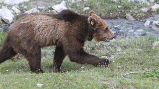 Aparitie neobisnuita pe un drum national din judetul Vrancea. Mai multi soferi au oprit sa hraneasca un pui de urs