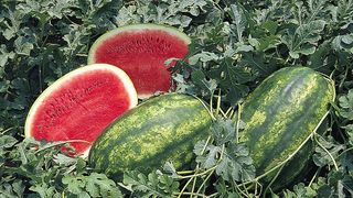 Alfa cum a reusit un roman sa se imbogateasca din vanzarea penenilor!