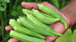 Bamele revin la moda! Tot mai multi agricultori din Romania au inceput sa cultive micile legume populare odinioara!