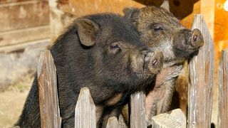 Crescatorii raselor de porci Mangalita si Bazna vor primi ajutor de la Guvern