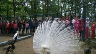 Imagini revoltatoare! Copii, indemnati sa loveasca pasarile la gradina zoologica