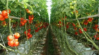 Afacere de succes cu rosii! Cum a dat lovitura un agricultor din Banat