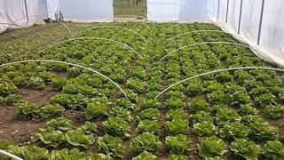 Doi sibieni cultiva legume exotice! Bunatatile rare in tara noastra pleaca zilnic catre restaurante