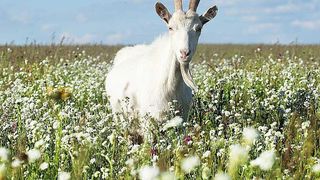 Caprele salveaza pamanturile din Romania! Ideea geniala a unor familii din judetul Sibiu!