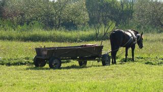 Si-au lasat fetita de 2 ani cu fratii mai mari in caruta pe camp. Cand s-au intors, micuta nu mai era. Explicatia terifianta a fratilor