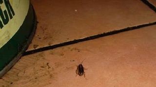 Gandaci in tavile unui restaurant din Galati! Imagini care-ti taie pofta de mancare!