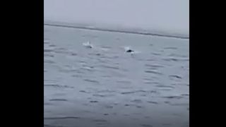 Imagini fabuloase surprinse in statiunea Eforie Sud! Un turist aflat la plaja a surprins mai multi delfini care inotau aproape de mal