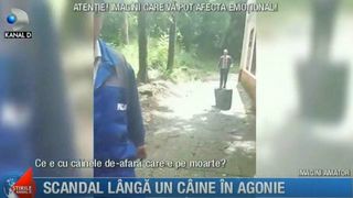 Caine lasat sa moara langa adapostul de animale. Imagini cu un puternic impact emotional