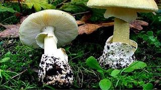 Atentie! Palaria Mortii, cea mai toxica ciuperca din lume creste la noi in tara. La Bacau, 11 oameni s-au intoxicat cu ciuperci in ultima luna