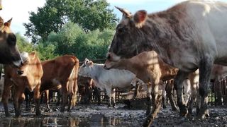 Revoltator! Primarul din Paradina, Tulcea tine 100 de vite fara apa si fara mancare de 5 zile, intr-un tarc foarte mic. Motivul este halucinant