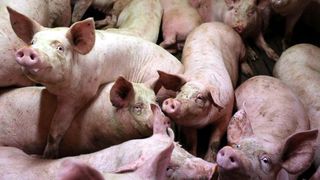 Epidemia i-a adus la disperare pe fermierii din zonele unde autoritatile au interzis vanzarea si sacrificarea animalelor