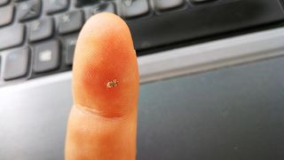 Insecta denumita "tigrul platanului" a invadat Bucurestiul. Ce spun medicii despre intepaturile ei