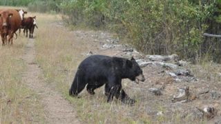 Alerta! Baile Tusnad, incercuite de jandarmi! Autoritatile sunt disperate