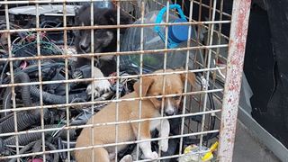 Imaginile care iti vor sfasia inima! Acesti catelusi au fost salvati din calea flacarilor care au acaparat parcul auto din Agigea