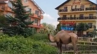 Cu camila la pascut! Imagini incredibile surprinse intr-un sat din Romania!