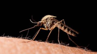 Alerta in judetul Galati! O persoana a murit din cauza infectiei cu virusul West Nile, dupa ce a fost intepata de un tantar!