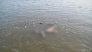 Descoperire macabra a politistilor tulceni! L-au gasit plutind pe Dunare!