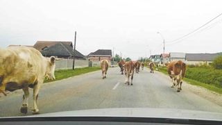 O cireada de vaci le-a fost de mare ajutor politistilor care urmareau o soferita fugara