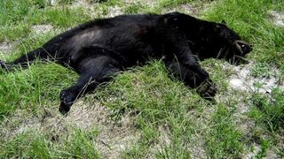 Accident neobisnuit! Un urs a fost lovit mortal pe autostrada Sibiu-Orastie!