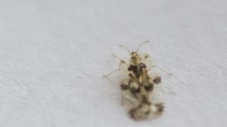 Ai fost intepat de tigrul platanului? Iata cat de periculoasa este insecta care a invadat Romania!