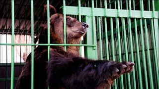 Doi ingrijitori de la Gradina Zoologica Brasov au fost raniti de ursi! Una dintre victime este inconstienta