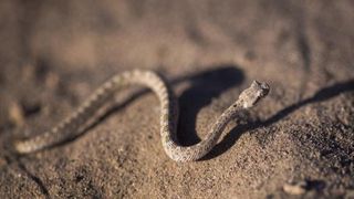 Pericol urias pe litoralul romanesc! Plajele s-au umplut de serpi! Turistii sunt speriati de acest lucru