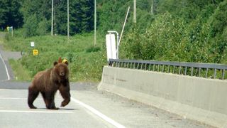 Incepe goana ursilor de langa autostrada! Autoritatile sunt in alerta