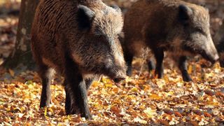 Disperati de mistreti! Oamenii se plang ca le-au distrus gospodariile