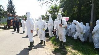 Pesta porcina africana, langa Capitala! Autoritatile sunt in alerta