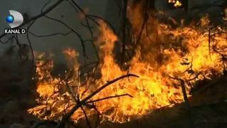 Padure arsa in Arges, de la o tigara nestinsa aruncata la intamplare