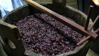 In Galati a inceput sa curga mustul! Agricultorii au inceput deja culesul strugurilor, care sunt din belsug!