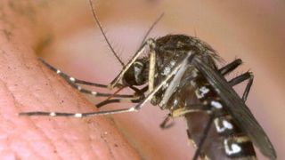 Temutul virus Zika ameninta toata Europa. O intreaga epidemie s-ar putea raspandi din cauza valului de caldura