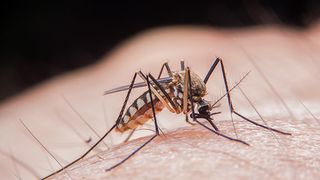 Cum isi aleg tantarii victimele? De ce unii dintre noi sunt mai "apetisanti" pentru ei ca altii?