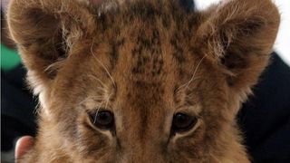 Cat costa un pui de leu pe piata neagra din Romania? Caz incredibil in Timisoara